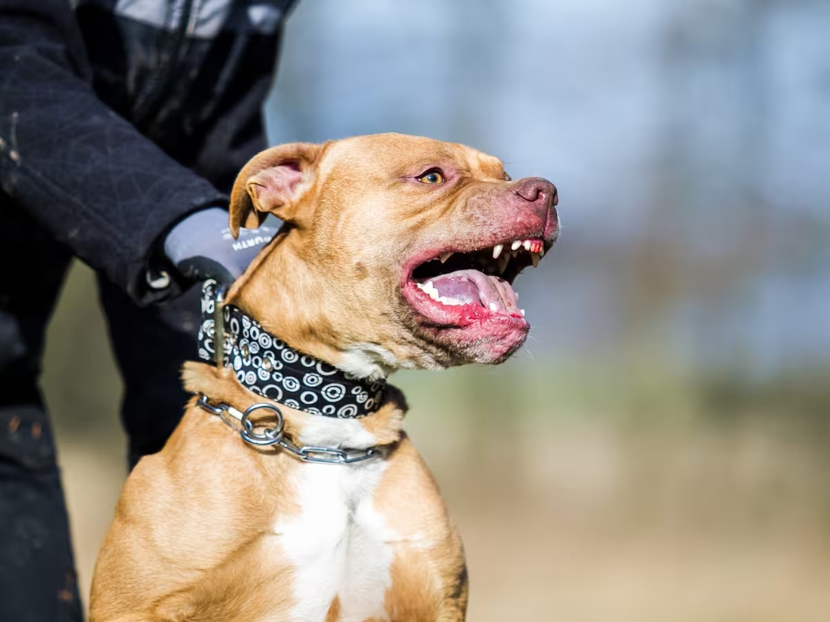 Conmoción en Añatuya: un pitbull atacó a una niña de 3 años y corre peligro uno de sus ojos