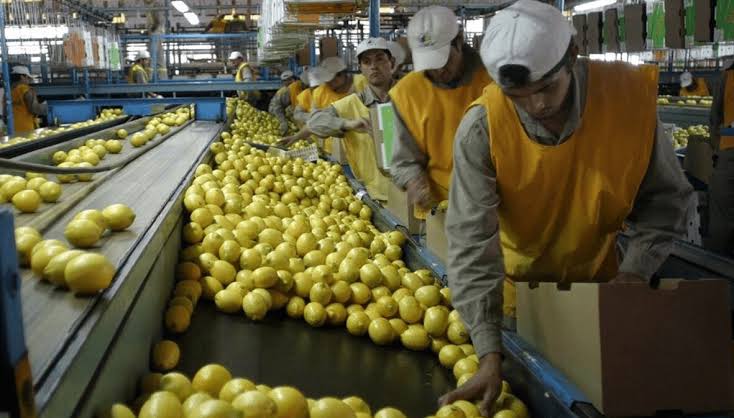 La industria limonera en alerta: Tucumán reclama respuestas de Nación por la falta de gas