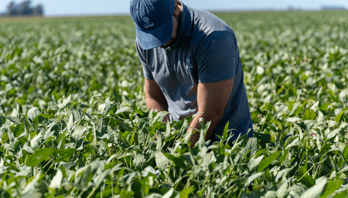 “Cultivar es apostar al futuro”: el campo argentino celebra el Día de la Agricultura Nacional