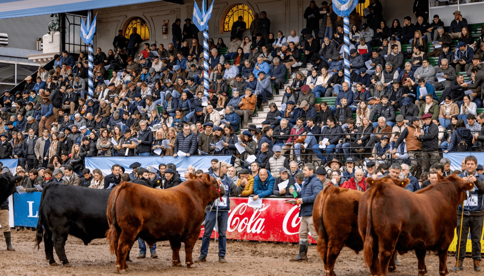 Angus desembarca en Palermo con 500 animales y una agenda cargada