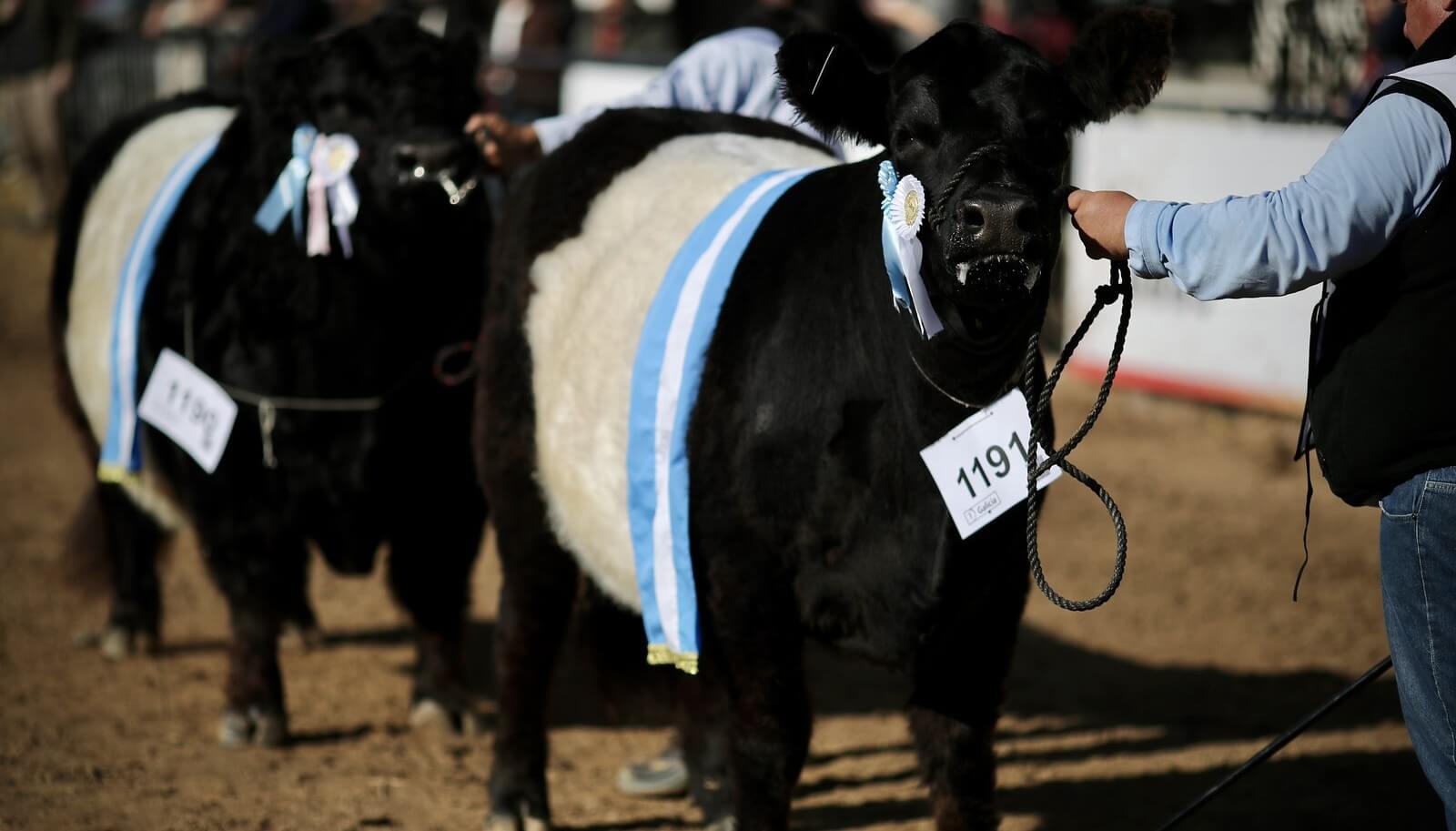 Arranca la Expo Rural 2026: todo lo que hay que saber de la muestra de Palermo