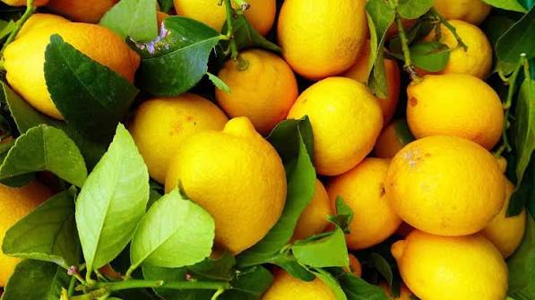 Innovación, tecnología y exportación: el nuevo camino del limón tucumano