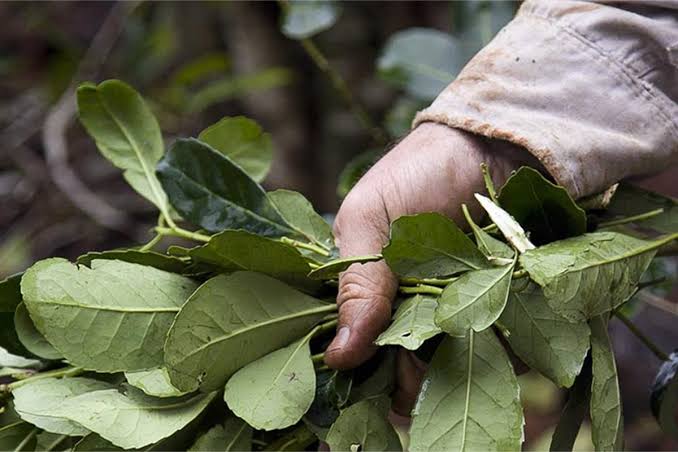 La yerba mate busca dar el salto global y competir en las grandes ligas de las bebidas