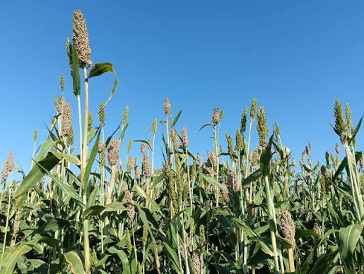 El sorgo entra en la recta final: la cosecha ya cubre el 90,3% del área y la producción apunta a 2,8 millones de toneladas
