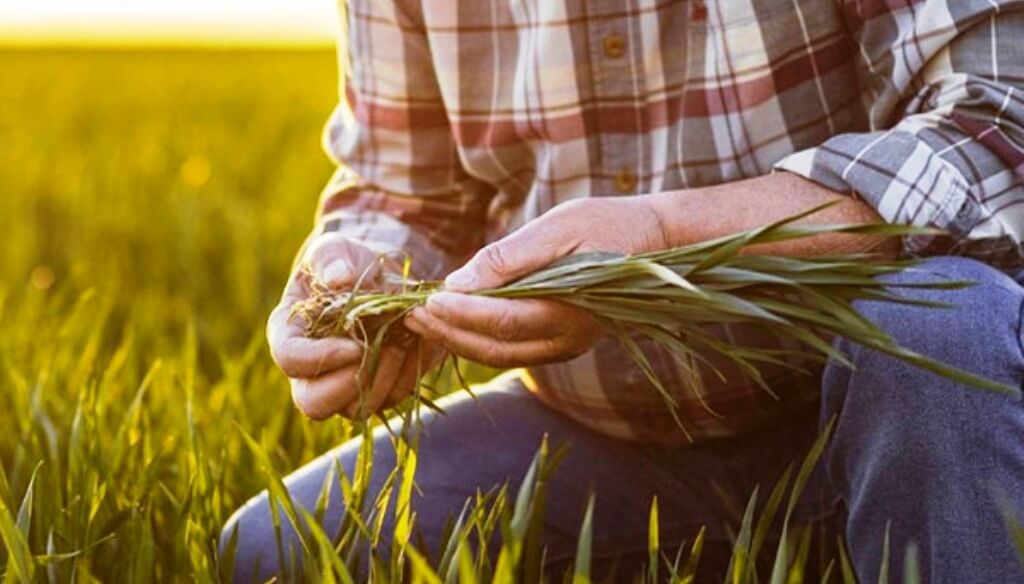 El trigo entra en alerta: el calor adelantó los cultivos y aumenta el riesgo de enfermedades
