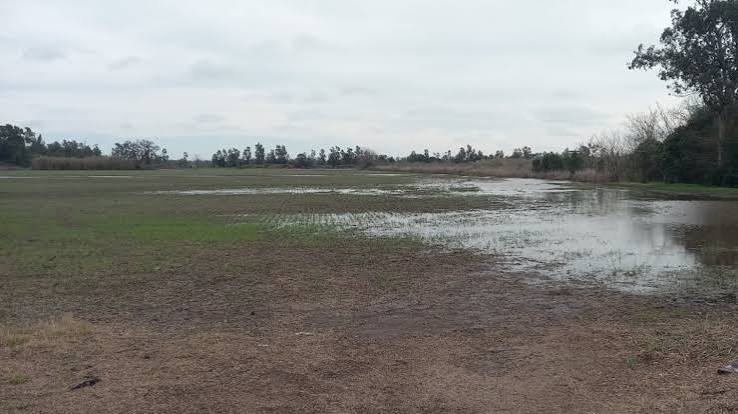 El Niño pone en alerta al campo: trigo y girasol, los cultivos que más pueden sufrir por el exceso de agua