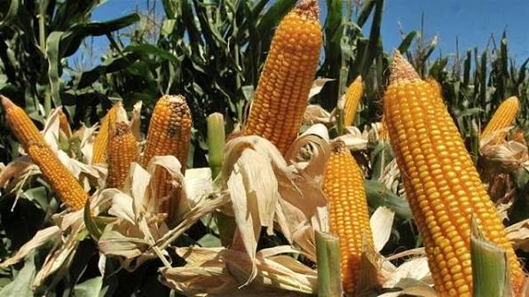 La falta de lluvias empieza a complicar al trigo y pone bajo presión la campaña de maíz