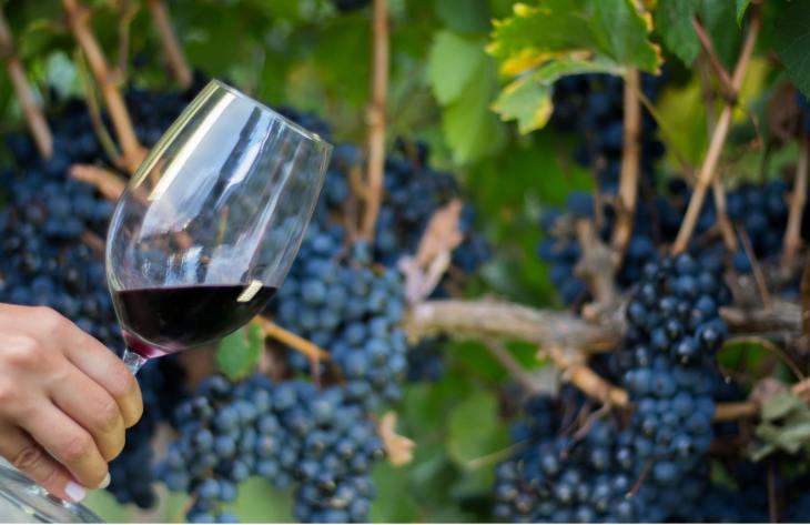 Vinos tucumanos obtuvieron cuatro medallas en la principal evaluación vitivinícola del NOA