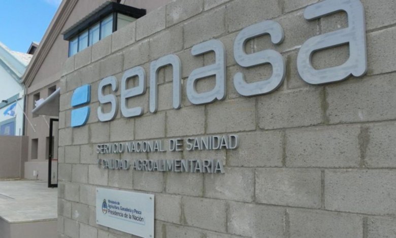 Salta y Jujuy piden revisar la importación de bananas para proteger la producción regional