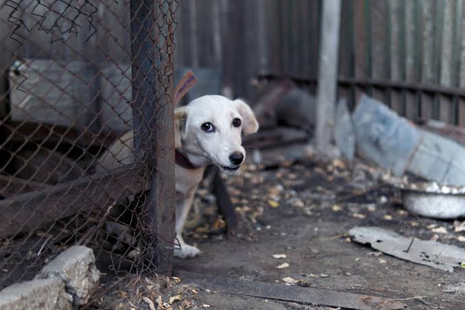 Salta busca endurecer las sanciones por maltrato animal y propone quitarles la licencia a los infractores