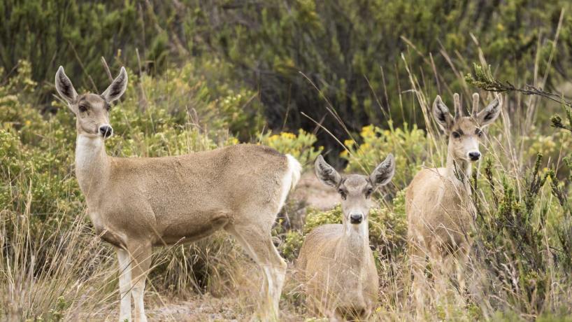 Alerta en las yungas: monitorean especies en peligro dentro del Parque Nacional Aconquija