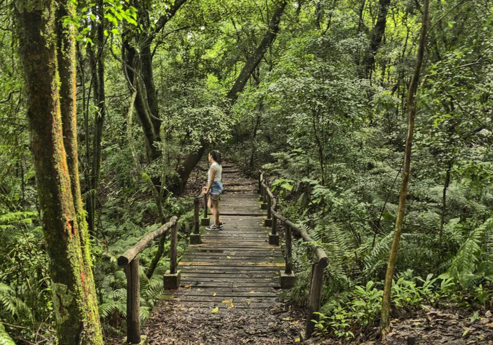Las flores más llamativas de las yungas tucumanas que podés ver en una escapada